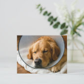 Golden Retriever mit einem Schamkegel Postkarte (Stehend Vorderseite)