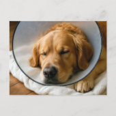 Golden Retriever mit einem Schamkegel Postkarte (Vorderseite)