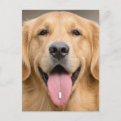Golden Retriever mit einer Pille Postkarte (Vorderseite)