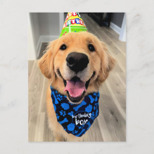 Golden Retriever mit Geburtstagshut und Bandana Postkarte