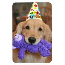 Golden Retriever mit Happy Birthday Hut und Spielz