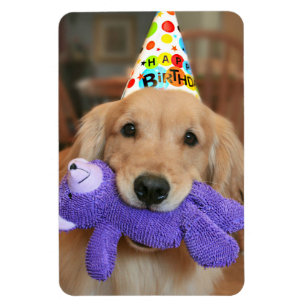 Golden Retriever mit Happy Birthday Hut und Spielz Magnet