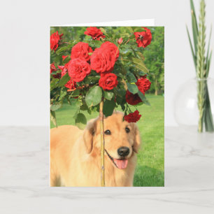 Golden Retriever mit Rose denken Sie an Sie Karte
