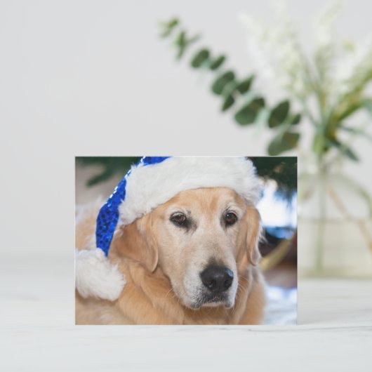 Golden retriever mit Sankt Hut im Weihnachten (Stehend Vorderseite)