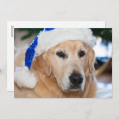 Golden retriever mit Sankt Hut im Weihnachten (Vorne/Hinten)
