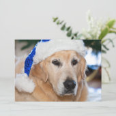 Golden retriever mit Sankt Hut im Weihnachten (Stehend Vorderseite)
