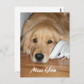 Golden Retriever mit Shoe Miss You Postkarte (Vorne/Hinten)