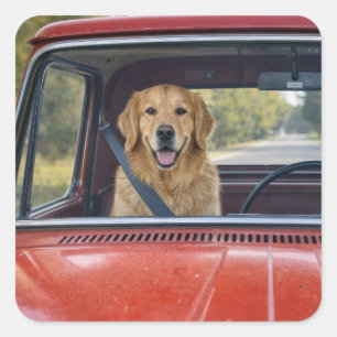 Golden Retriever mit Sicherheitsgurt Quadratischer Aufkleber