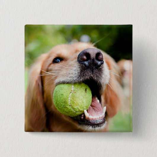 Golden Retriever mit Tennisball Button (Vorderseite)