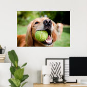 Golden Retriever mit Tennisball Poster (Heimbüro)