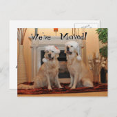 Golden Retriever mit Weihnachtsmannmützen auf eine Postkarte (Vorne/Hinten)