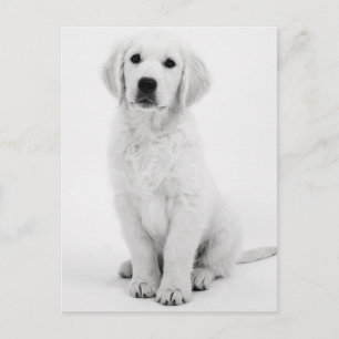 Golden Retriever Modernes Schwarzweiß Postkarte
