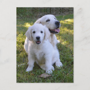 Golden Retriever Mom and Puppy Postkarte