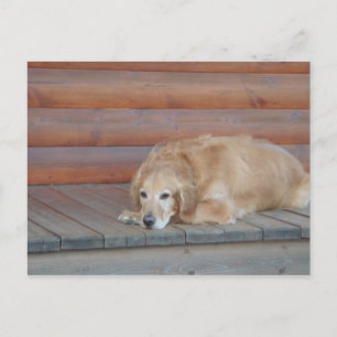 Golden Retriever - Montana Postkarte