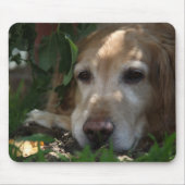 Golden retriever mousepad (Vorne)