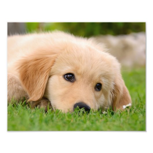 Golden Retriever Niedlich Puppy Dream - Paperprint Fotodruck (Vorne)