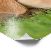 Golden Retriever Niedlich Puppy Dream - Paperprint Fotodruck (Ecke)