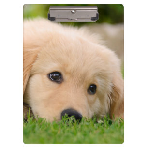 Golden Retriever Niedlich Welppy Dreaming Dog Port Klemmbrett