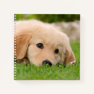 Golden Retriever Niedlich Welppy Dreams Dog Head F Notizblock