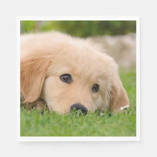 Golden Retriever Niedlich Welppy Dreams Dog Head F Serviette (Vorderseite)