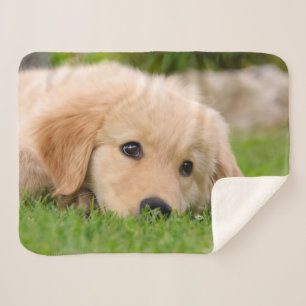 Golden Retriever Niedlich Welppy Dreams Dog Head F Sherpadecke
