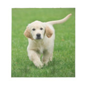 Golden Retriever Notizblock (Vorderseite)