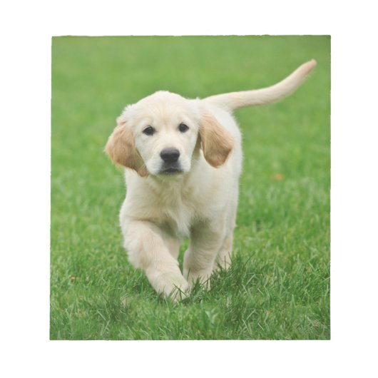 Golden Retriever Notizblock (Vorderseite)