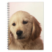 Golden Retriever Notizblock (Vorderseite)