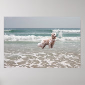 Golden Retriever Ocean Poster (Vorne)