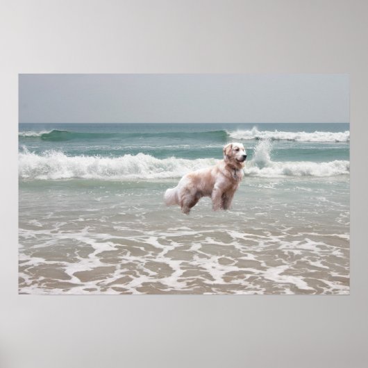 Golden Retriever Ocean Poster (Vorne)