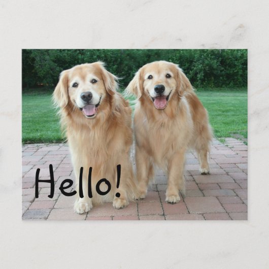 Golden Retriever Outdoor Hallo Postkarte (Vorderseite)
