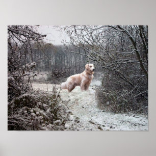 Golden retriever-Plakat im Schnee Poster