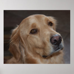 Golden retriever-Plakat Poster