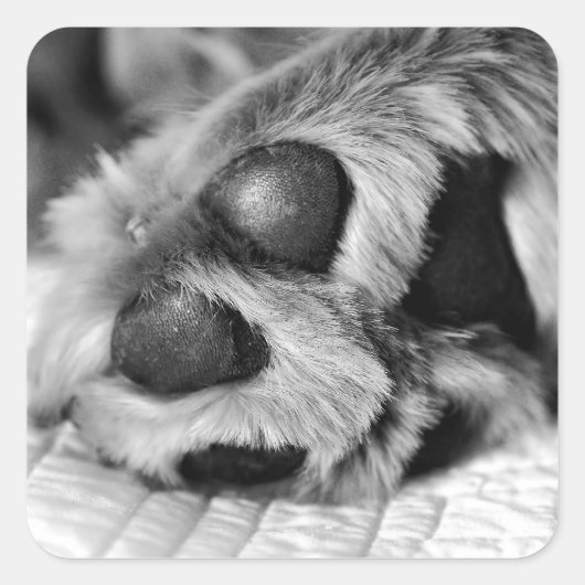 Golden Retriever Polar Paws Quadratischer Aufkleber (Vorderseite)