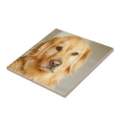 Golden Retriever Portrait Fliese (Seite)