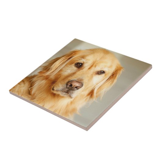 Golden Retriever Portrait Fliese (Seite)