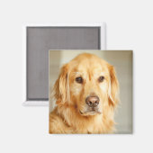 Golden Retriever Portrait Magnet (Vorderseite/Rückseite)