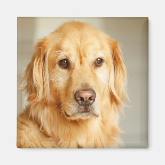 Golden Retriever Portrait Magnet (Vorne)