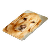 Golden Retriever Portrait Magnet (Linke Seite)