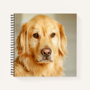 Golden Retriever Portrait Notizblock