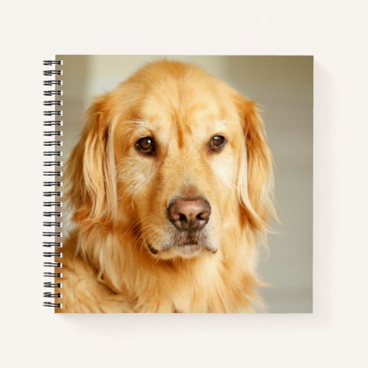 Golden Retriever Portrait Notizblock (Vorderseite)
