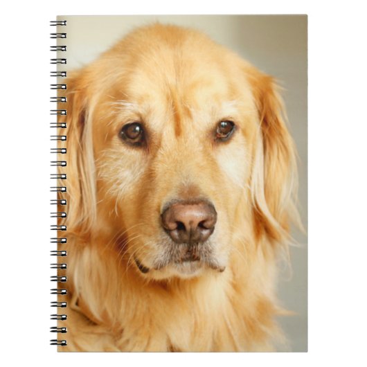 Golden Retriever Portrait Notizblock (Vorderseite)
