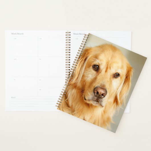 Golden Retriever Portrait Planer (Anzeige)