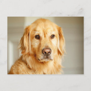 Golden Retriever Portrait Postkarte