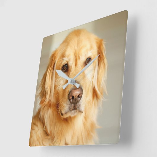 Golden Retriever Portrait Quadratische Wanduhr (Winkel)