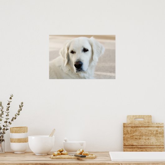 Golden Retriever Poster (Küche)