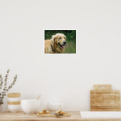 Golden Retriever Poster (Küche)