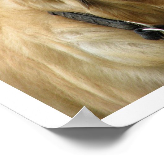 Golden Retriever Poster (Ecke)