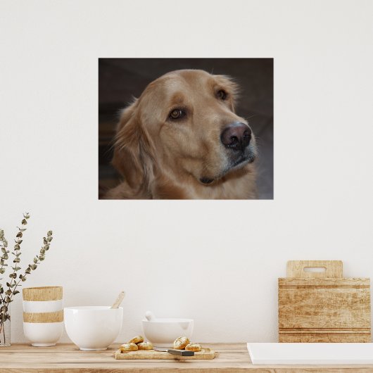 Golden Retriever Poster (Küche)