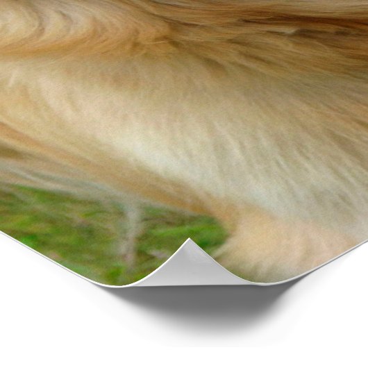 Golden Retriever Poster (Ecke)